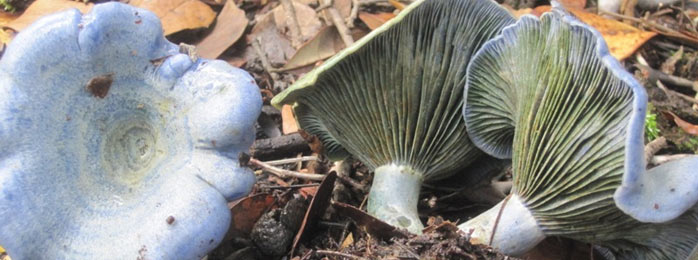 Lactarius indigo mushrooms in Costa Rica