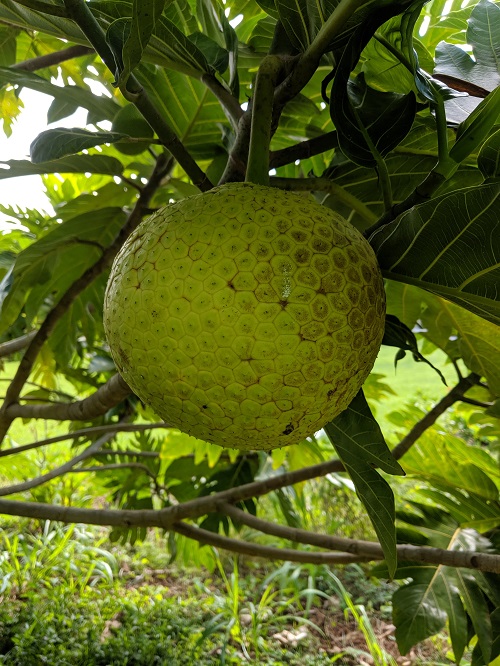 Breadfruit is actually the female inflorescence made up of many flowers. So when you are eating breadfruit you are actually eating flowers!