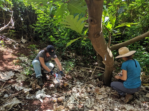 KUPU Americorps Interns assisting in soil and data collection, we did this for almost 70 trees!